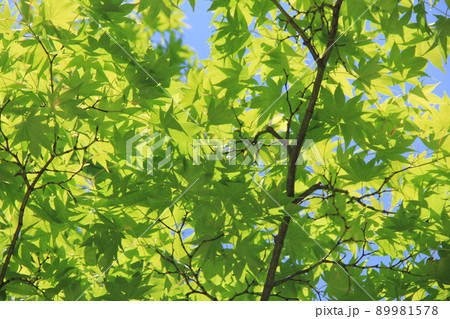青々とした「カエデ」の葉 青々とした「カエデ」の葉 89981578
