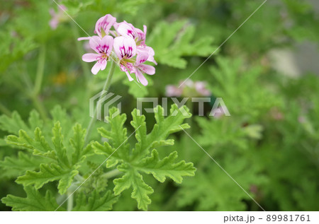ピンク色のゼラニウムの花 89981761