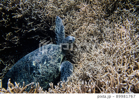 サンゴ礁の上で休むアオウミガメの水中写真 89981767