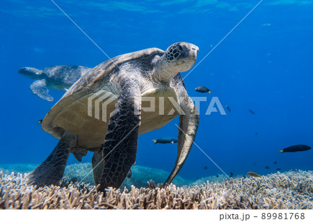 サンゴ礁の上をで休むウミガメの水中写真　 89981768