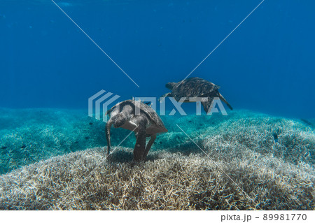 クリーニングステーションで綺麗にしてもらってるアオウミガメの水中写真 クリーニングステーションで綺麗にしてもらってるアオウミガメの水中写真 89981770