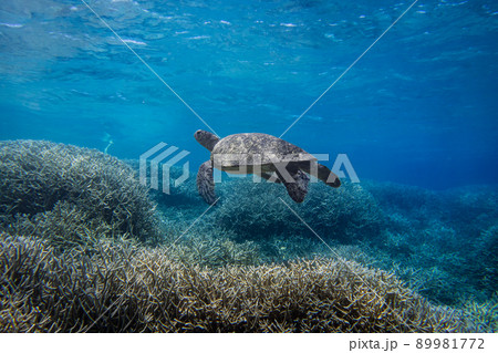 アオウミガメの水中写真 アオウミガメの水中写真 89981772