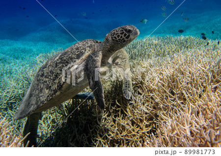 サンゴの上で休むウミガメ 水中写真 サンゴの上で休むウミガメ 水中写真 89981773