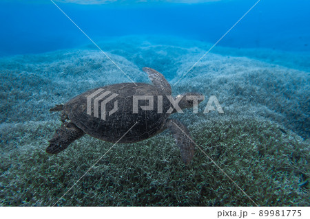 サンゴ礁の上を泳ぐアオウミガメの水中写真 サンゴ礁の上を泳ぐアオウミガメの水中写真 89981775