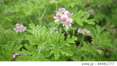 ピンク色のゼラニウムの花 89981777