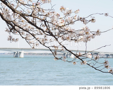 湖にかかる橋と、桜 湖にかかる橋と、桜 89981806