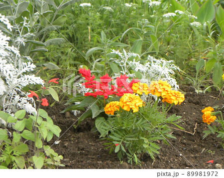 サルビアの赤い花とマリーゴールドの黄色い花 サルビアの赤い花とマリーゴールドの黄色い花 89981972