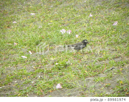 検見川浜の海岸の芝の上の里の鳥ムクドリ 検見川浜の海岸の芝の上の里の鳥ムクドリ 89981974