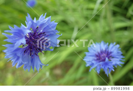 青い矢車菊の花 89981998