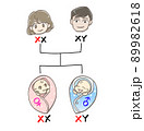 赤ちゃんの遺伝（XX染色体、XY染色体） 89982618