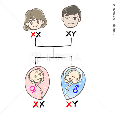 赤ちゃんの遺伝(XX染色体、XY染色体) 赤ちゃんの遺伝(XX染色体、XY染色体) 89982618