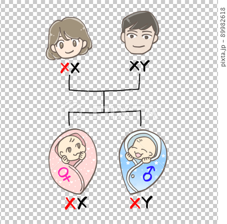 赤ちゃんの遺伝(XX染色体、XY染色体) 赤ちゃんの遺伝(XX染色体、XY染色体) 89982618