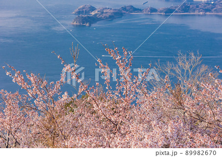 瀬戸内しまなみ海道・岩城島　積善山三千本桜 89982670