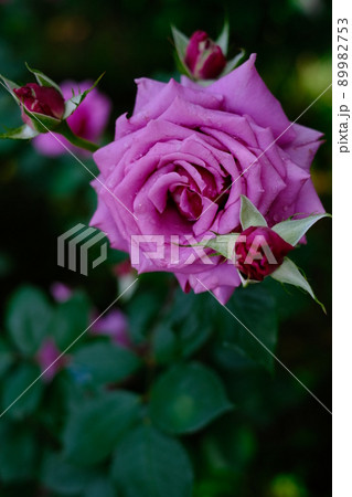 狭山市　智光山公園にある洋風庭木園のバラ園に咲く薔薇 89982753