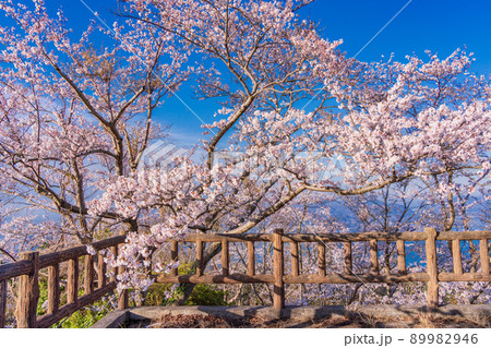 瀬戸内しまなみ海道・岩城島　積善山三千本桜 89982946