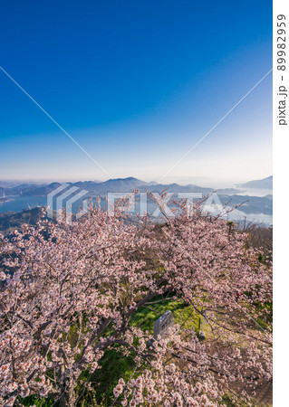 瀬戸内しまなみ海道・岩城島　積善山三千本桜 89982959