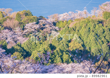 瀬戸内しまなみ海道・岩城島　積善山三千本桜 89982961