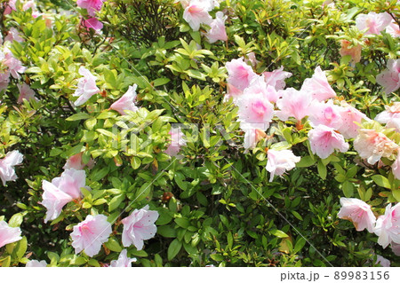 ツツジ 89983156