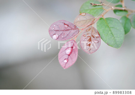 Loropetalum chinense, Chinese Fringe Flower or Chinese Witch Hazel or Loropetalum or rubrum Yieh or   Hamamelidaceae and dew 89983308