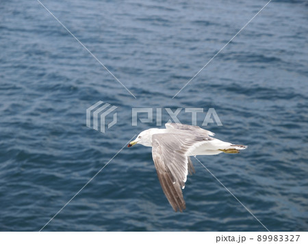 ウミネコ 石巻湾 015 89983327