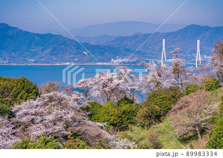 瀬戸内しまなみ海道・岩城島 積善山三千本桜(後方に多々羅大橋) 瀬戸内しまなみ海道・岩城島 積善山三千本桜(後方に多々羅大橋) 89983334