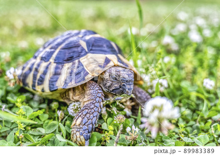 散歩をする東ヘルマンリクガメ 89983389