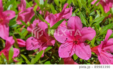 雨上がりのツツジの花 89983390