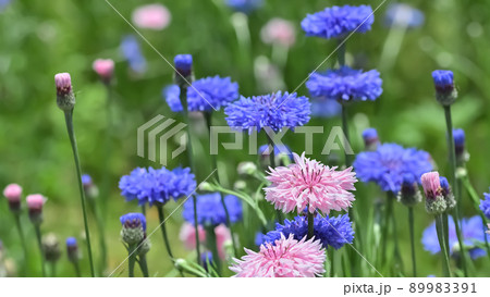 矢車草 89983391