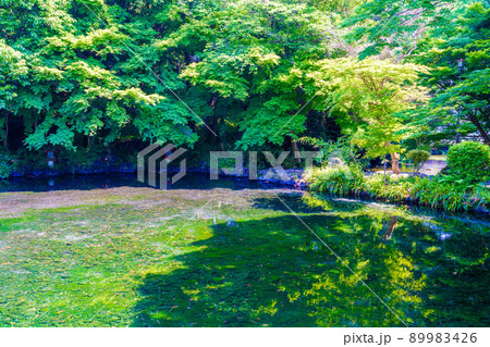 富士山本宮浅間大社 富士山本宮浅間大社 89983426