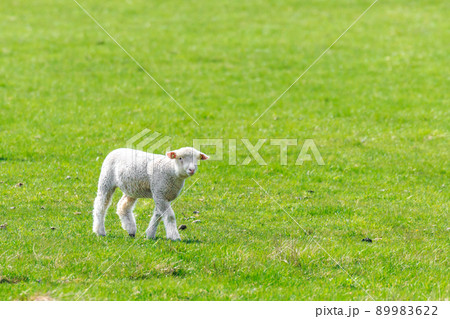 北海道恵庭市、生まれて間もない子羊のお散歩【5月】 89983622