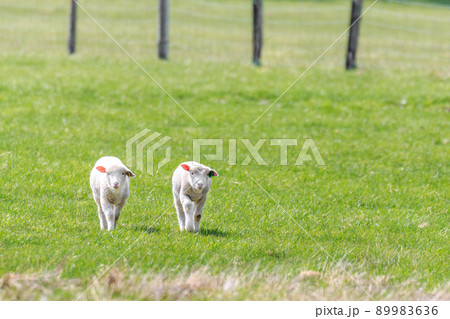 北海道恵庭市、生まれて間もない子羊のお散歩【5月】 89983636