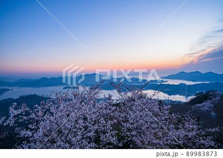瀬戸内・岩城島　積善山三千本桜　夜明け 89983873