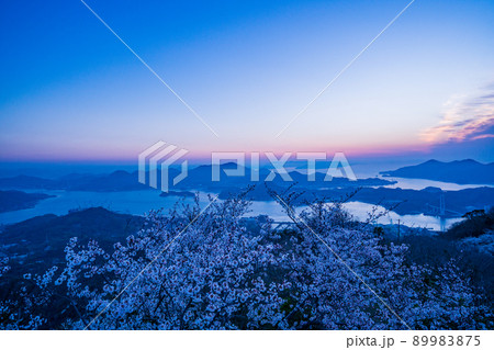 瀬戸内・岩城島　積善山三千本桜　夜明け 89983875