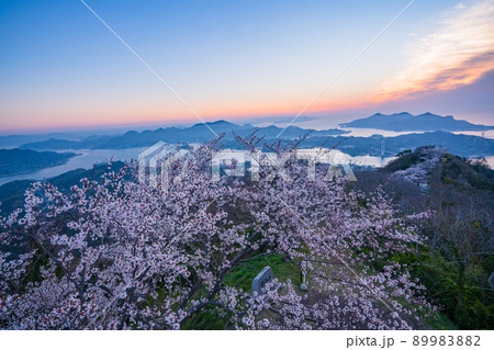 瀬戸内・岩城島 積善山三千本桜 夜明け 瀬戸内・岩城島 積善山三千本桜 夜明け 89983882
