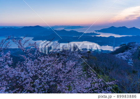 瀬戸内・岩城島　積善山三千本桜　夜明け 89983886