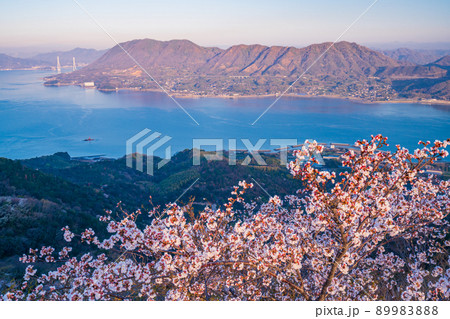 瀬戸内・岩城島　積善山三千本桜　夜明け 89983888
