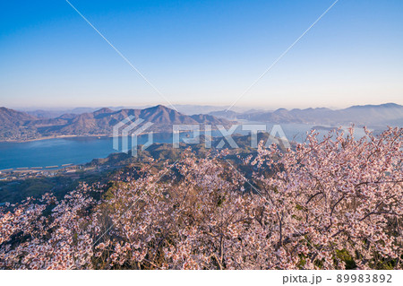 瀬戸内・岩城島 積善山三千本桜 夜明け 瀬戸内・岩城島 積善山三千本桜 夜明け 89983892