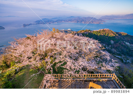 瀬戸内・岩城島 積善山三千本桜 夜明け 瀬戸内・岩城島 積善山三千本桜 夜明け 89983894
