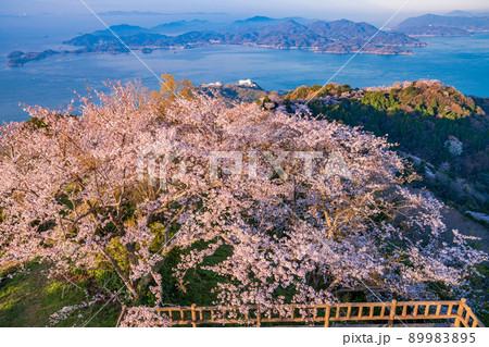 瀬戸内・岩城島 積善山三千本桜 夜明け 瀬戸内・岩城島 積善山三千本桜 夜明け 89983895