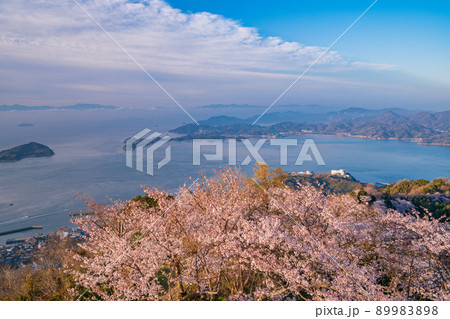 瀬戸内・岩城島 積善山三千本桜 夜明け 瀬戸内・岩城島 積善山三千本桜 夜明け 89983898