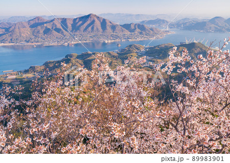 瀬戸内・岩城島 積善山三千本桜 夜明け 瀬戸内・岩城島 積善山三千本桜 夜明け 89983901