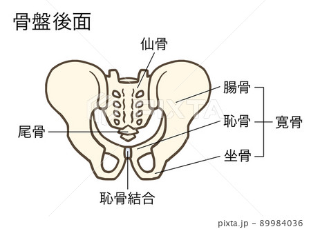 骨盤の後面、寛骨、仙骨、腸骨、恥骨、坐骨、名称あり 89984036