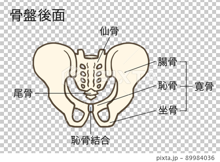 骨盤の後面、寛骨、仙骨、腸骨、恥骨、坐骨、名称あり 89984036