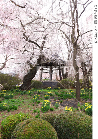 長野県安養寺の桜 長野県安養寺の桜 89984331