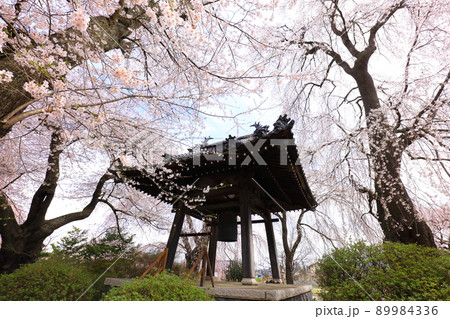 長野県安養寺の桜 89984336
