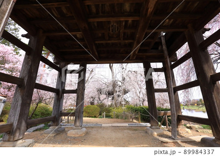 長野県安養寺の桜 89984337