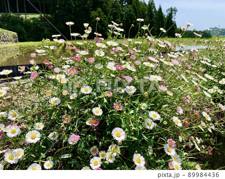 春の棚田に咲くペラペラヨメナ(源平小菊)［四谷千枚田/愛知県新城市］ 89984436