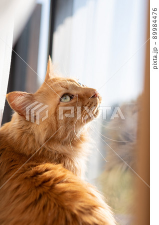 外を眺める猫　茶トラ猫 89984476