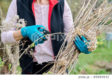 Hands of female gardener in gloves with secateurs pruning hydrangea bush 89984642