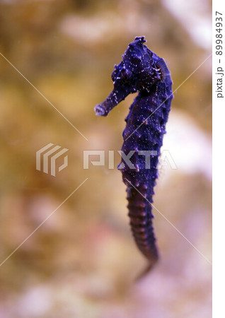 クロウミウマ(タツノオトシゴ) クロウミウマ(タツノオトシゴ) 89984937